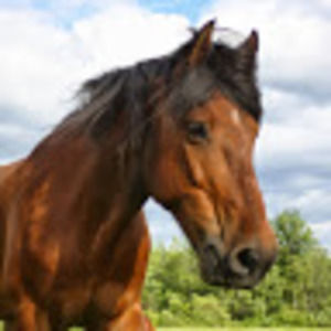 Meet your Posher, Kara